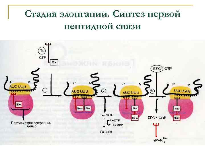 Стадия элонгации. Синтез первой пептидной связи 