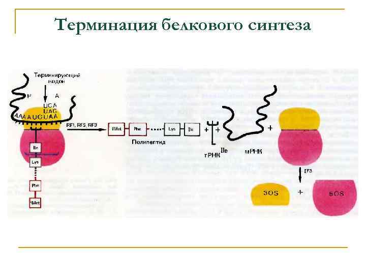 Терминация белкового синтеза 