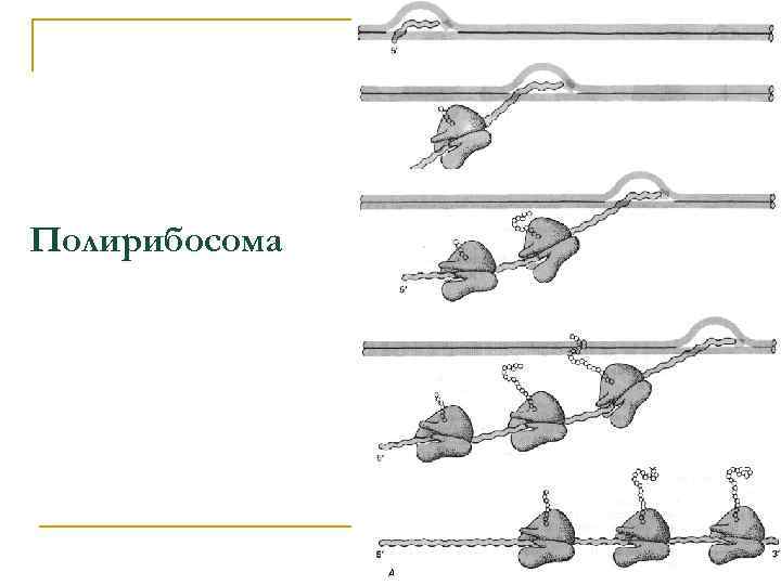 Полирибосома 