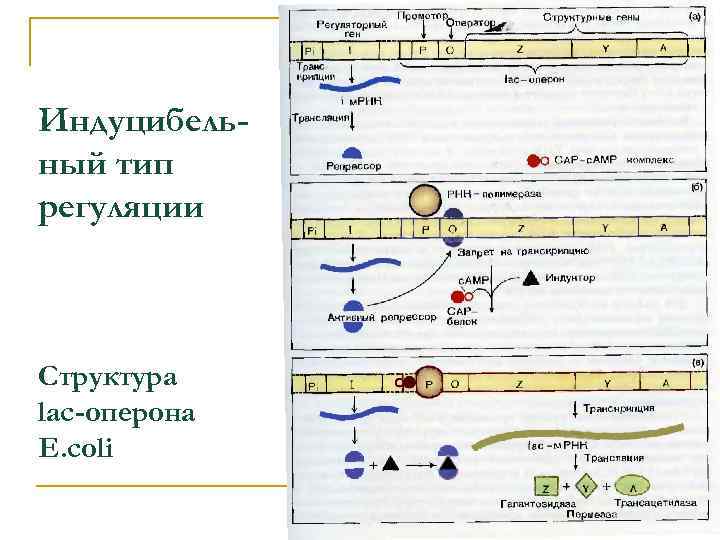 Индуцибельный тип регуляции Структура lac-оперона E. сoli 