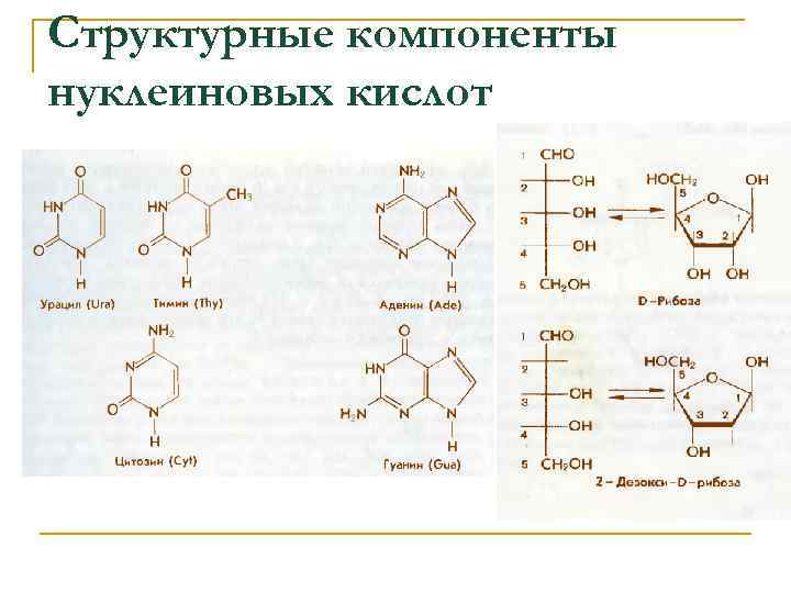 Мономерами белков являются нуклеиновые кислоты