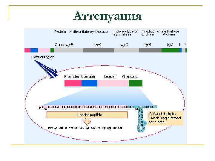 Аттенуация 