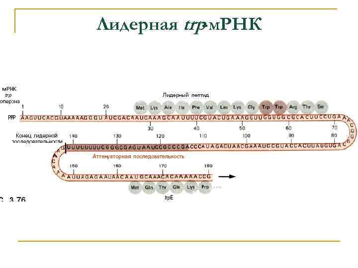 Лидерная trp-м. РНК 