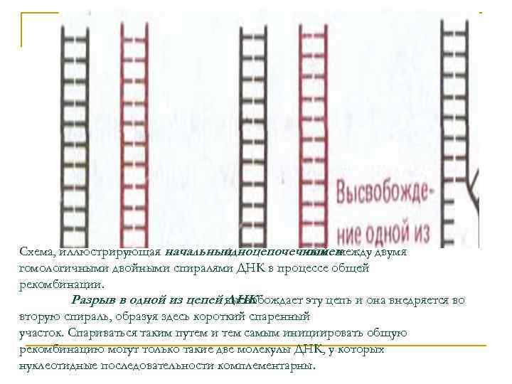 Схема, иллюстрирующая начальный одноцепочечный между двумя обмен гомологичными двойными спиралями ДНК в процессе общей