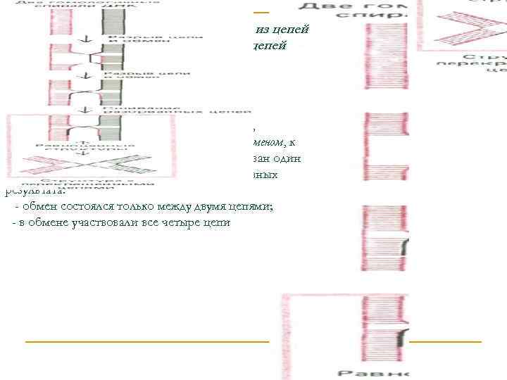 Следующим этапом является разрыв в одной из цепей второй ДНК обмен с перекрещиванием цепей