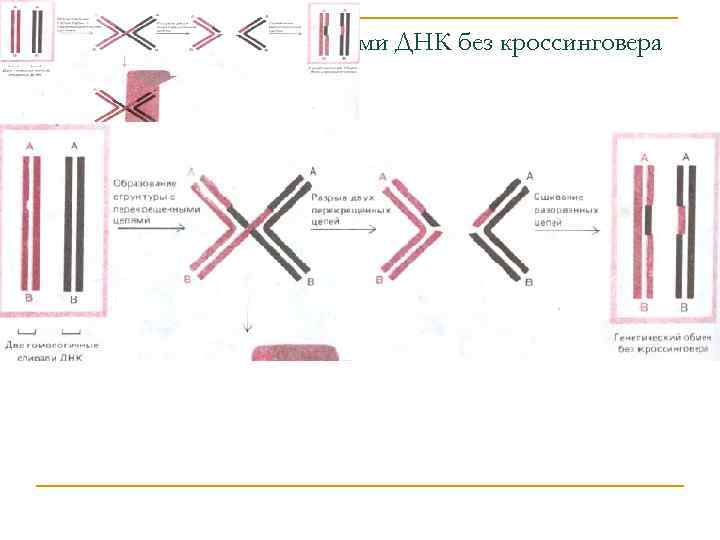 Обмен гомологичными участками ДНК без кроссинговера 