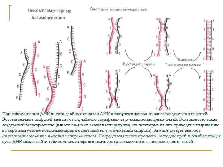 При гибридизации ДНК in vitro двойные спирали ДНК образуются заново из ранее разделившихся цепей.