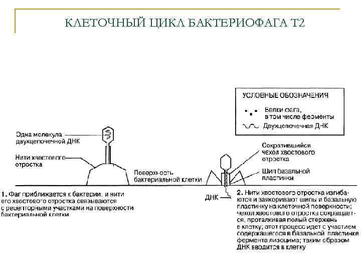 КЛЕТОЧНЫЙ ЦИКЛ БАКТЕРИОФАГА Т 2 