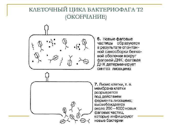 КЛЕТОЧНЫЙ ЦИКЛ БАКТЕРИОФАГА Т 2 (ОКОНЧАНИЕ) 