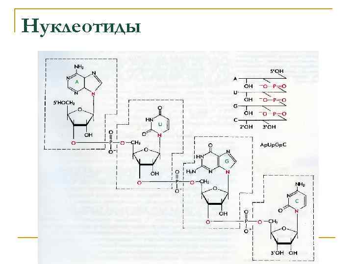 Называются комплементарными нуклеотиды