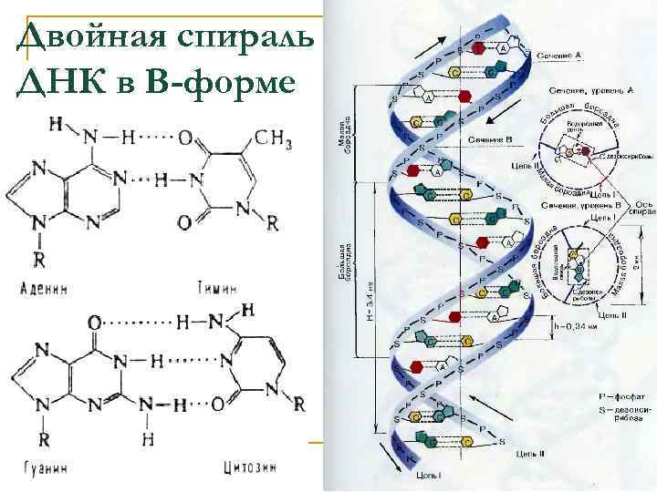 Процентное содержание днк