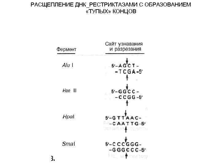 Процесс деления днк