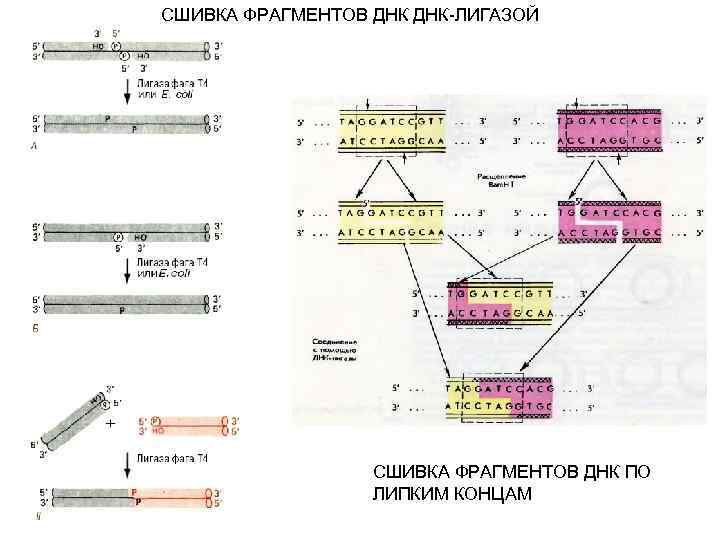 СШИВКА ФРАГМЕНТОВ ДНК-ЛИГАЗОЙ СШИВКА ФРАГМЕНТОВ ДНК ПО ЛИПКИМ КОНЦАМ 
