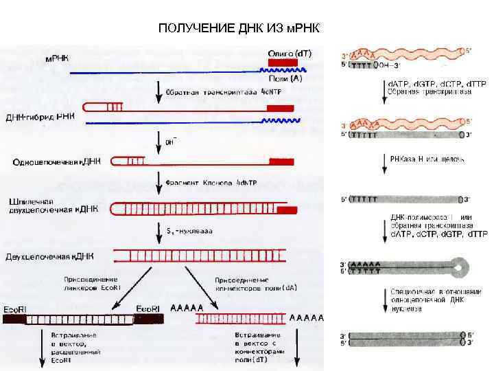 Как сделать днк. МРНК КДНК. Синтез МРНК на матрице ДНК. Из ДНК В МРНК. Способ синтеза жнкмрнк.