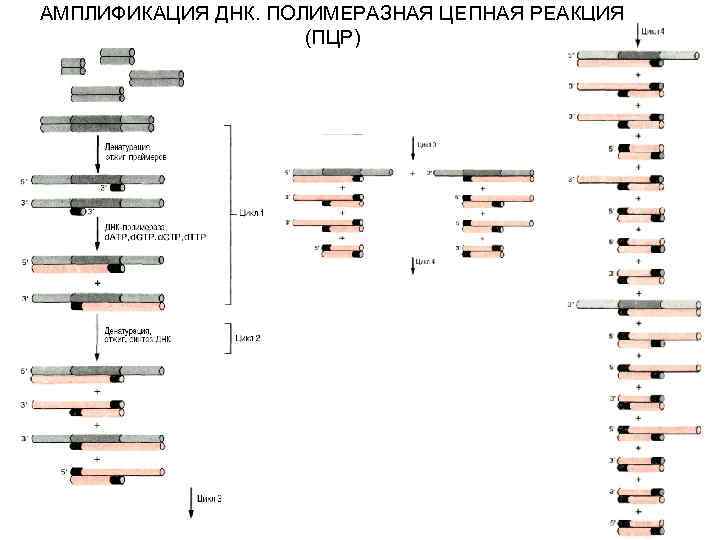 Конверт для образцов днк