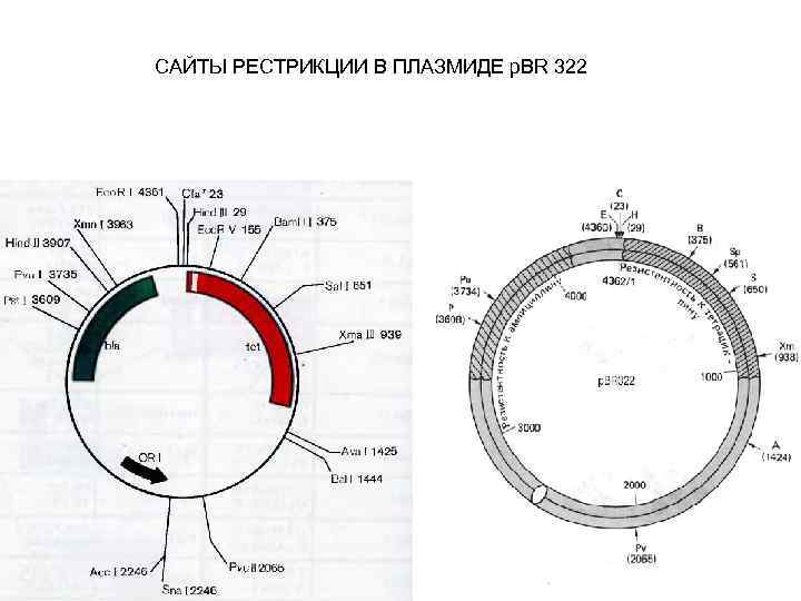 Карта рестрикционная это