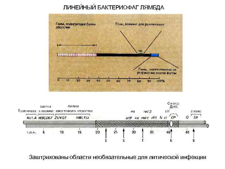 ЛИНЕЙНЫЙ БАКТЕРИОФАГ ЛЯМБДА Заштрихованы области необязательные для литической инфекции 