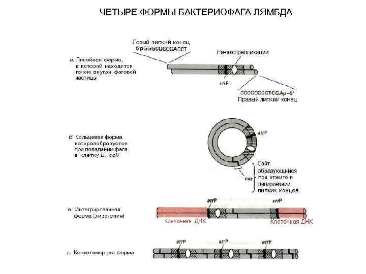 ЧЕТЫРЕ ФОРМЫ БАКТЕРИОФАГА ЛЯМБДА 