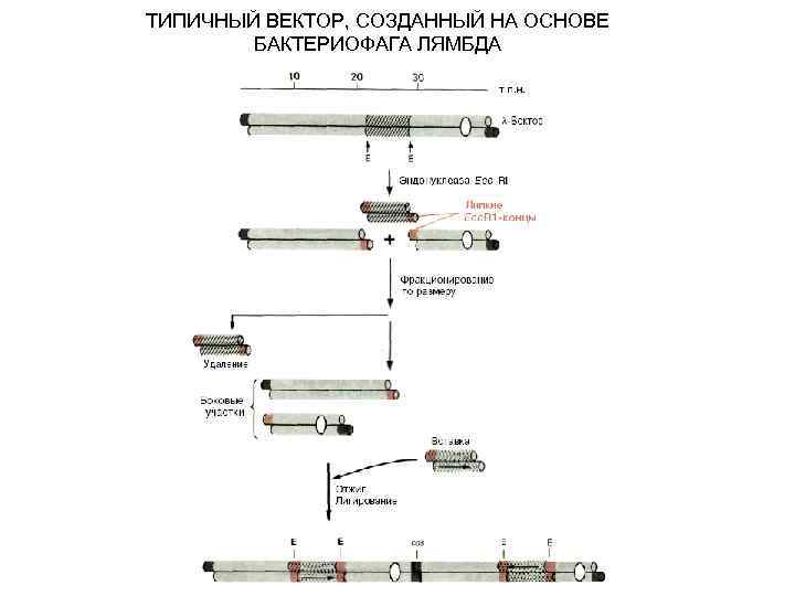 ТИПИЧНЫЙ ВЕКТОР, СОЗДАННЫЙ НА ОСНОВЕ БАКТЕРИОФАГА ЛЯМБДА 