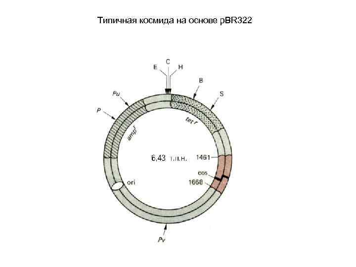 Типичная космида на основе р. ВR 322 