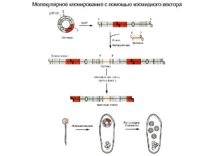 Молекулярное клонирование картинки