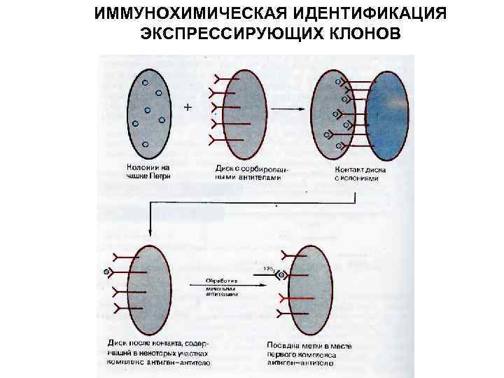 ИММУНОХИМИЧЕСКАЯ ИДЕНТИФИКАЦИЯ ЭКСПРЕССИРУЮЩИХ КЛОНОВ 