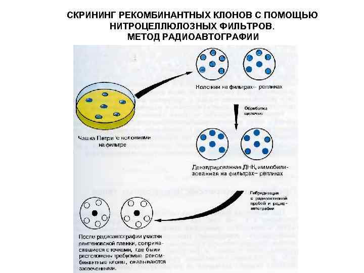 СКРИНИНГ РЕКОМБИНАНТНЫХ КЛОНОВ С ПОМОЩЬЮ НИТРОЦЕЛЛЮЛОЗНЫХ ФИЛЬТРОВ. МЕТОД РАДИОАВТОГРАФИИ 