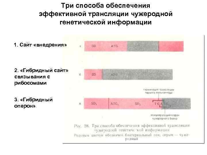 Три способа обеспечения эффективной трансляции чужеродной генетической информации 1. Сайт «внедрения» 2. «Гибридный сайт»