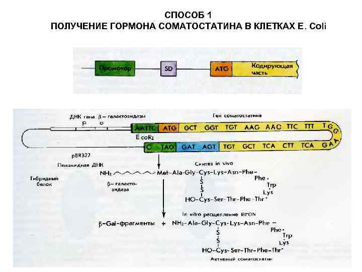 СПОСОБ 1 ПОЛУЧЕНИЕ ГОРМОНА СОМАТОСТАТИНА В КЛЕТКАХ Е. Coli 