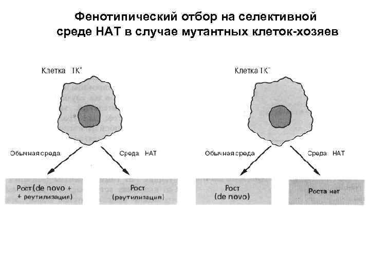 Фенотипический отбор на селективной среде НАТ в случае мутантных клеток-хозяев 