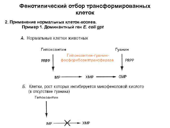 Фенотипический отбор трансформированных клеток 2. Применение нормальных клеток-хозяев. Пример 1. Доминантный ген E. coli