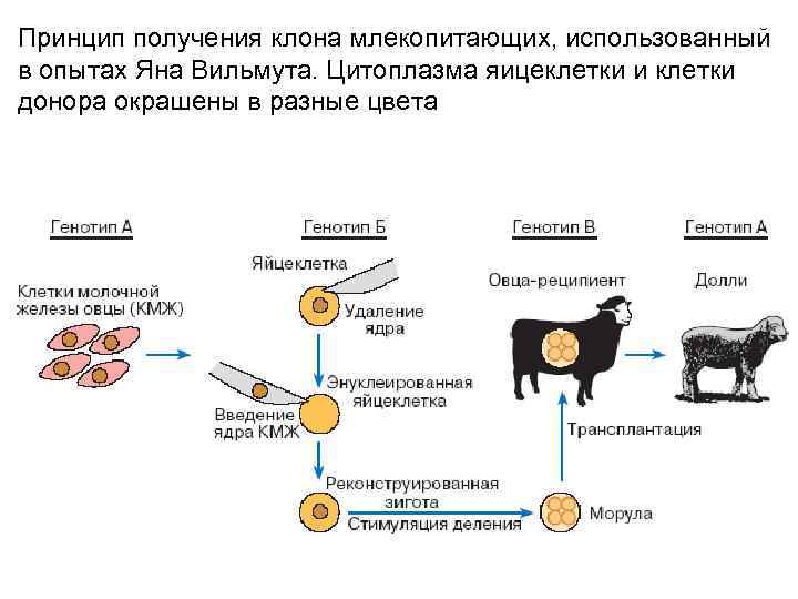 Принцип получения клона млекопитающих, использованный в опытах Яна Вильмута. Цитоплазма яицеклетки и клетки донора