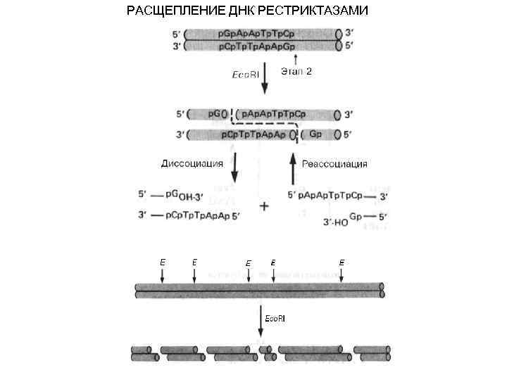 Рекомбинантная днк схема