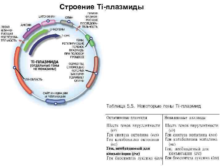 Строение Ti-плазмиды Ген, необходимый для конъюгации (tra) 