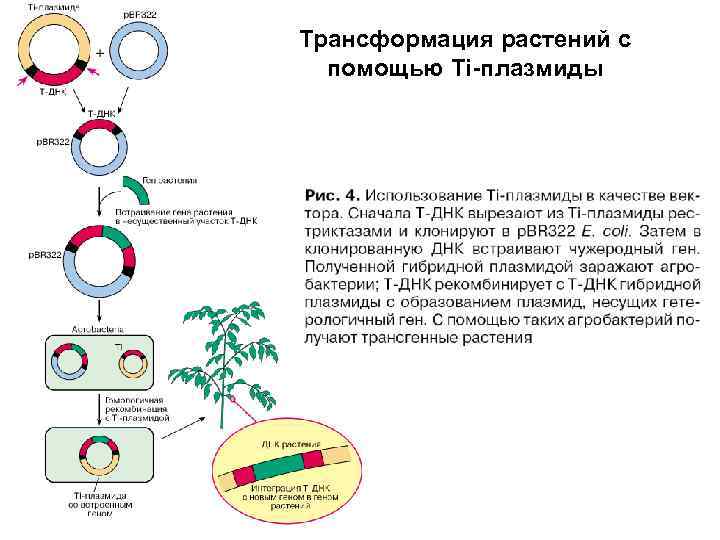 Гибридизация плазмид. Метод агробактериальной трансформации. Трансформация растений с помощью агробактерий. Основные этапы агробактериальной трансформации. Методы трансформации растительных клеток.