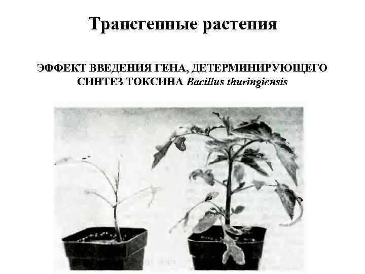 Трансгенные растения ЭФФЕКТ ВВЕДЕНИЯ ГЕНА, ДЕТЕРМИНИРУЮЩЕГО СИНТЕЗ ТОКСИНА Bacillus thuringiensis 