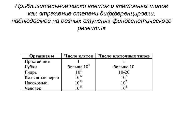 Приблизительное число клеток и клеточных типов как отражение степени дифференцировки, наблюдаемой на разных ступенях