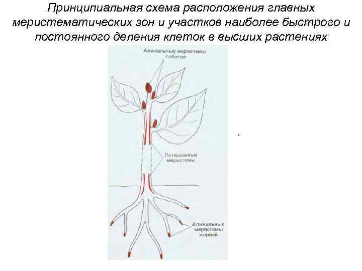 Принципиальная схема расположения главных меристематических зон и участков наиболее быстрого и постоянного деления клеток