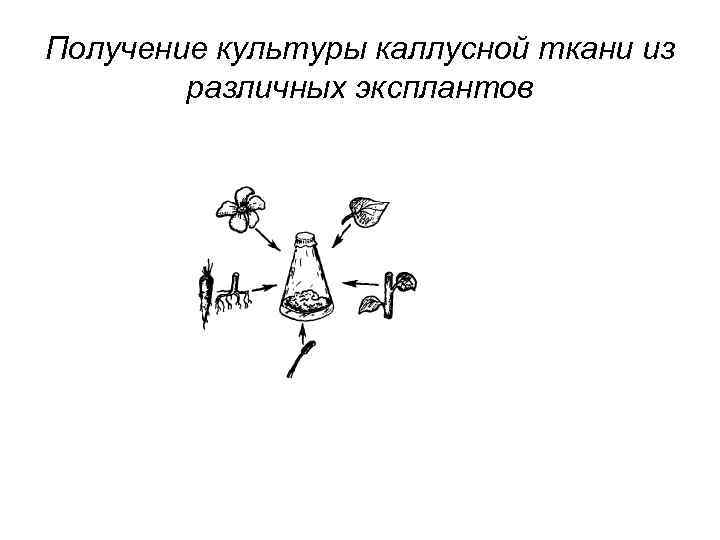 Получение культуры каллусной ткани из различных эксплантов 