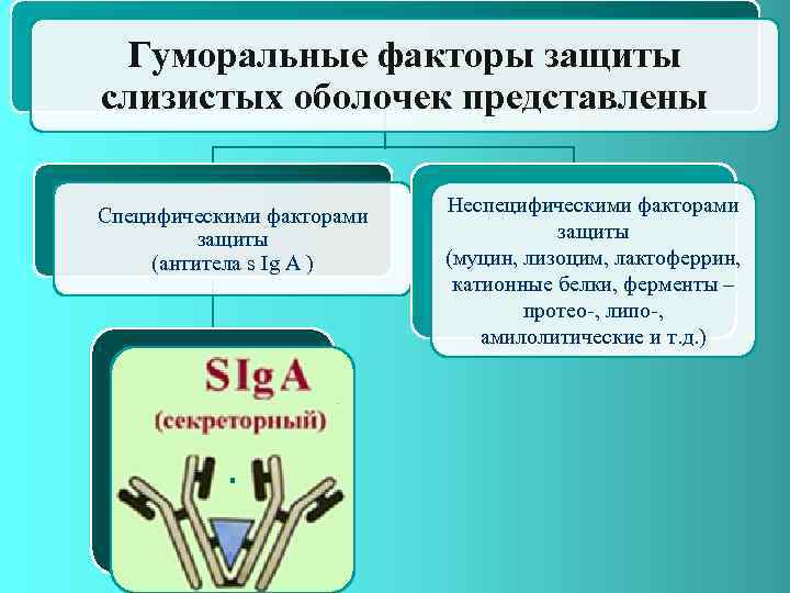 Факторы защиты. Гуморальные факторы неспецифической защиты. Неспецифические гуморальные факторы защ. Гуморальные специфические факторы защиты организма. К гуморальным факторам неспецифической защиты относят.