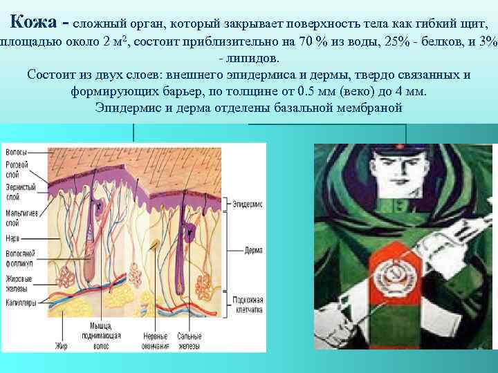 Кожа - сложный орган, который закрывает поверхность тела как гибкий щит, площадью около 2