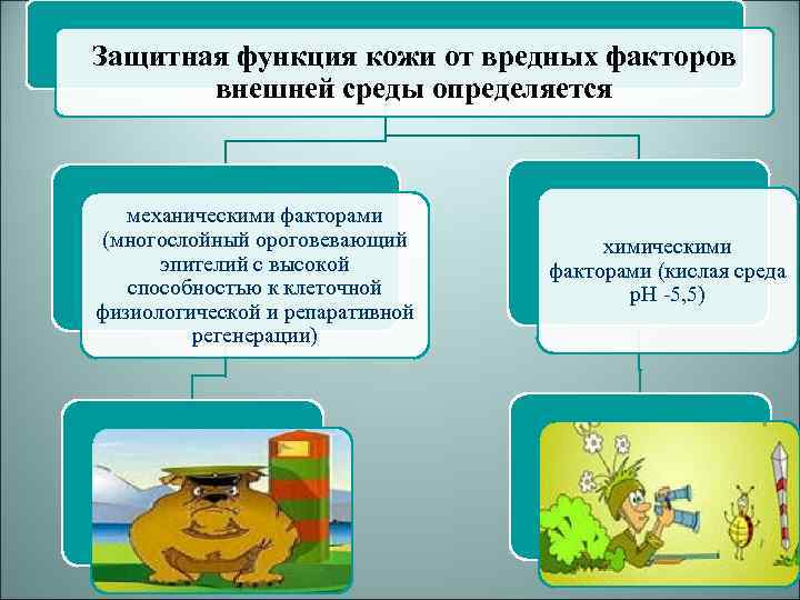 Защитная функция кожи от вредных факторов внешней среды определяется механическими факторами (многослойный ороговевающий эпителий