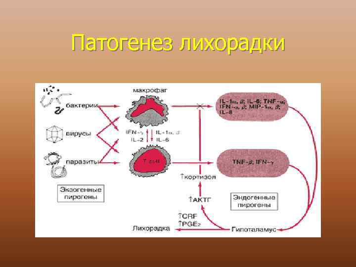 Патогенез лихорадки 