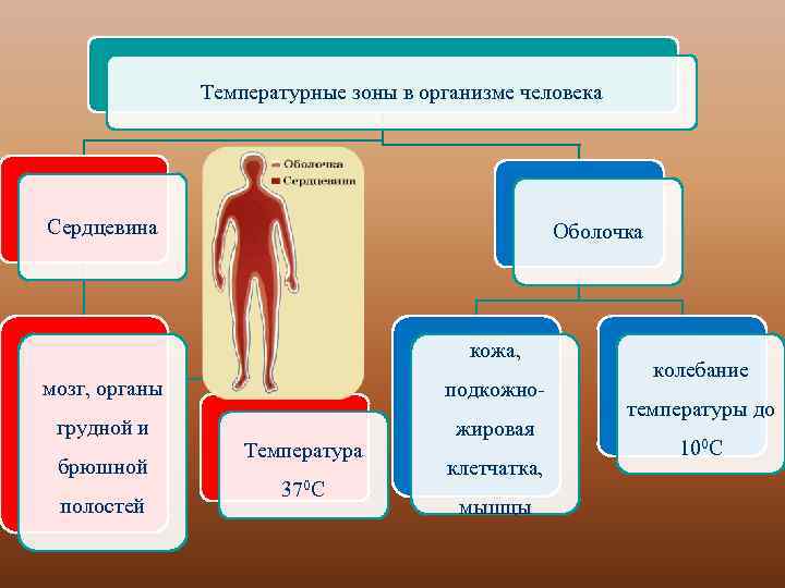 Три тела человека. Температурные зоны в организме человека. Организм человека оболочка. Тепловые зоны тела человека.