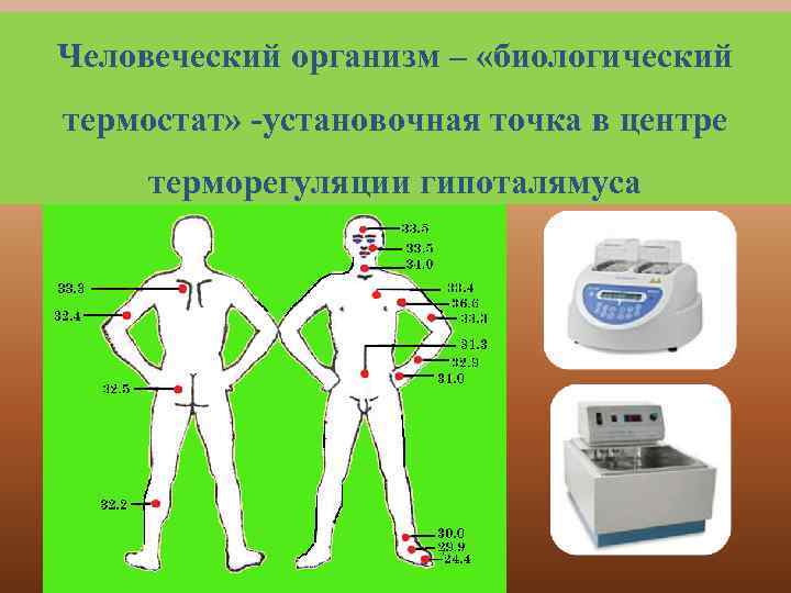 Человеческий организм – «биологический термостат» -установочная точка в центре терморегуляции гипоталямуса 