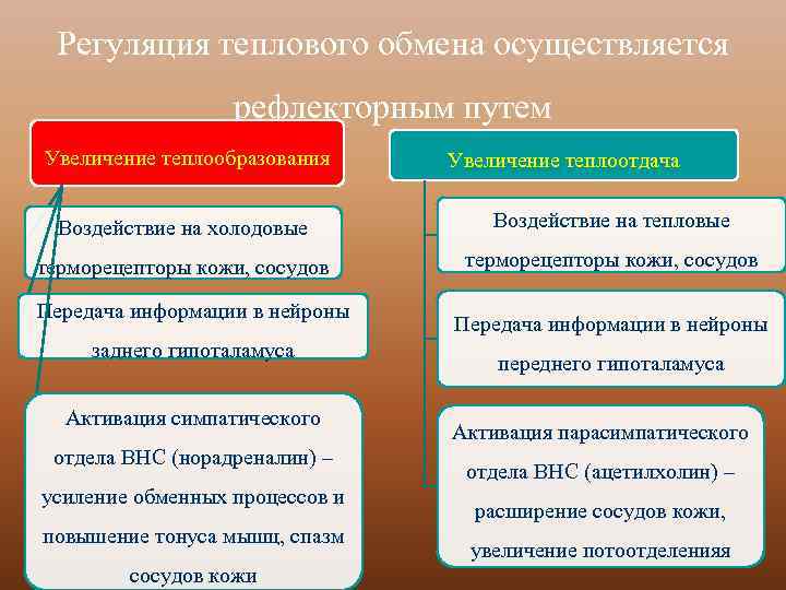 Регуляция теплового обмена осуществляется рефлекторным путем Увеличение теплообразования Увеличение теплоотдача Воздействие на холодовые Воздействие