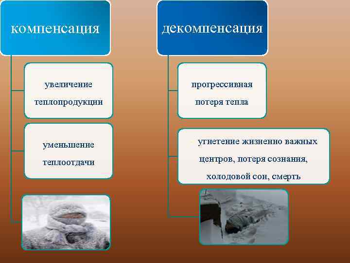 компенсация декомпенсация увеличение прогрессивная теплопродукции потеря тепла уменьшение - угнетение жизненно важных теплоотдачи центров,
