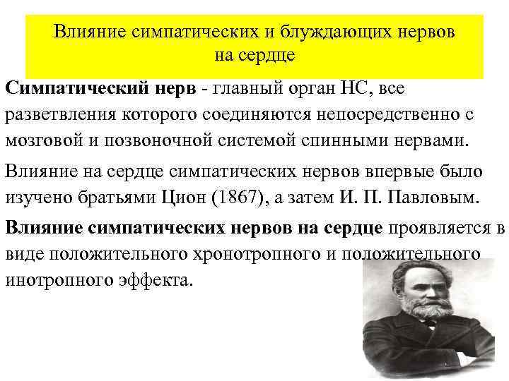 Влияние симпатических и блуждающих нервов на сердце Симпатический нерв - главный орган НС, все