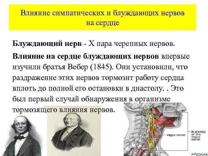 Влияние симпатических и блуждающих нервов на сердце Блуждающий нерв - X пара черепных нервов.