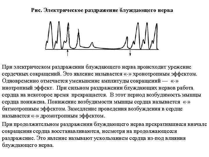 Рис. Электрическое раздражение блуждающего нерва При электрическом раздражении блуждающего нерва происходит урежение сердечных сокращений.